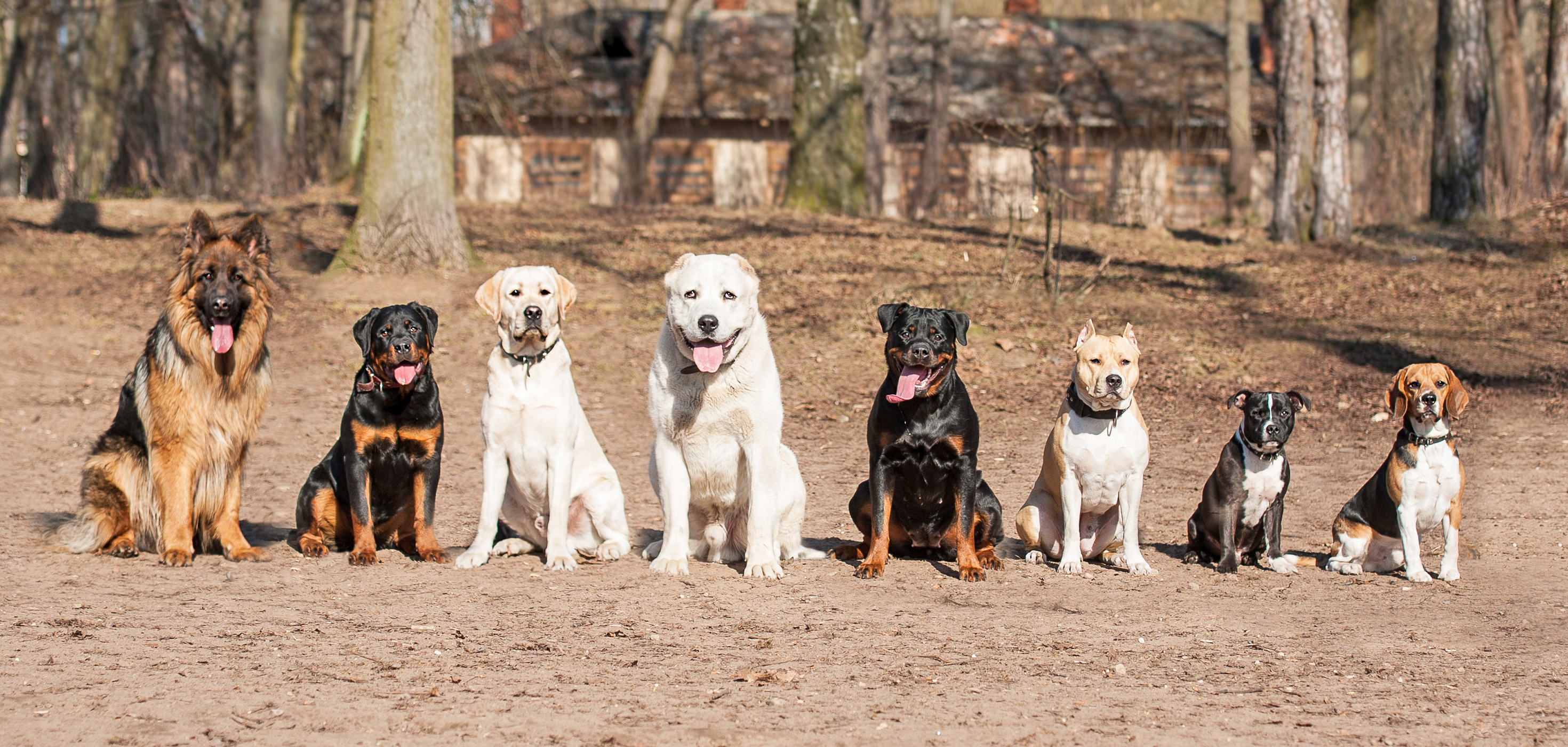 are board and train dog programs good